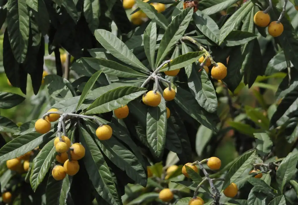 Фото Eriobotrya japonica (Eriobotrya japonicas)