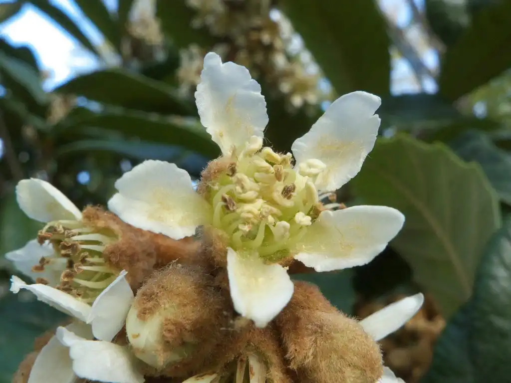 Фото Eriobotrya japonica (Eriobotrya japonicas)