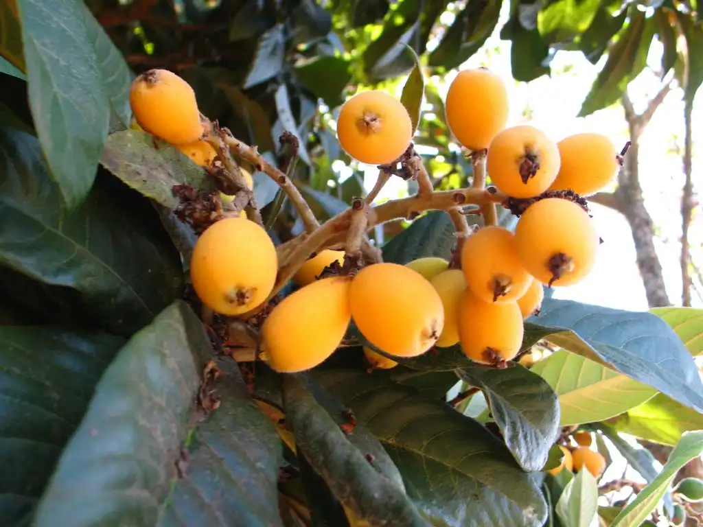 Фото Eriobotrya japonica - Japanese Plum:Cristina's Cards - Brazil