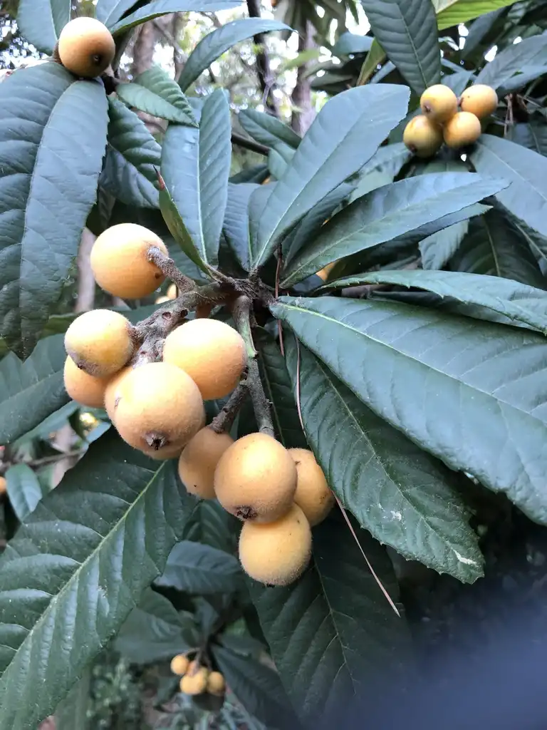 Фото Eriobotrya japonica - Eriobotrya Japonica:Ed Uthman