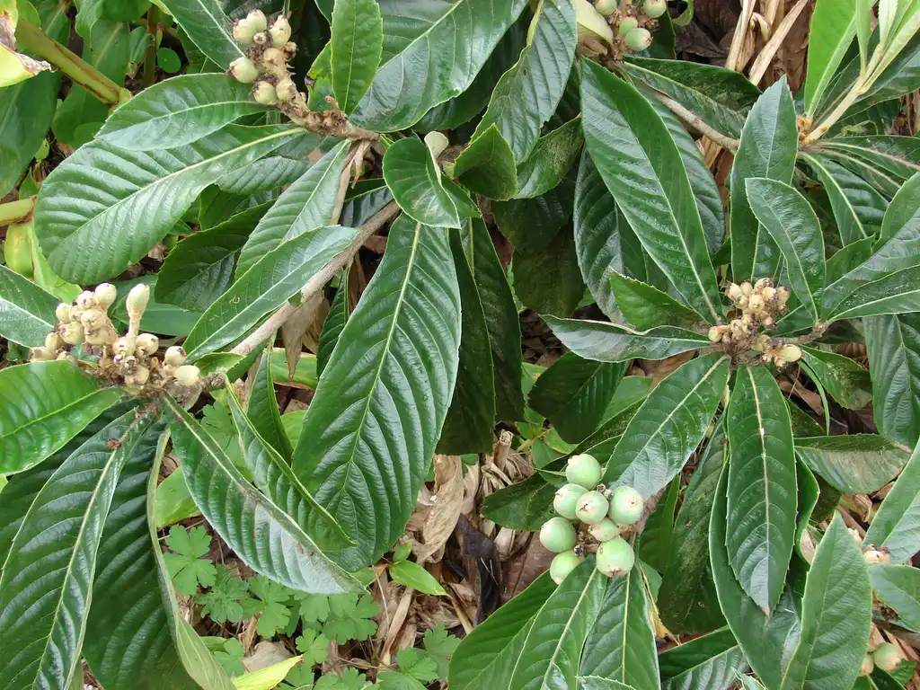 Фото Eriobotrya japonica - Eriobotrya Japonica:Forest & Kim Starr
