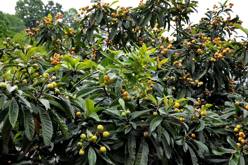 Фото Eriobotrya japonica - Eriobotrya Japonica:Lazaregagnidze