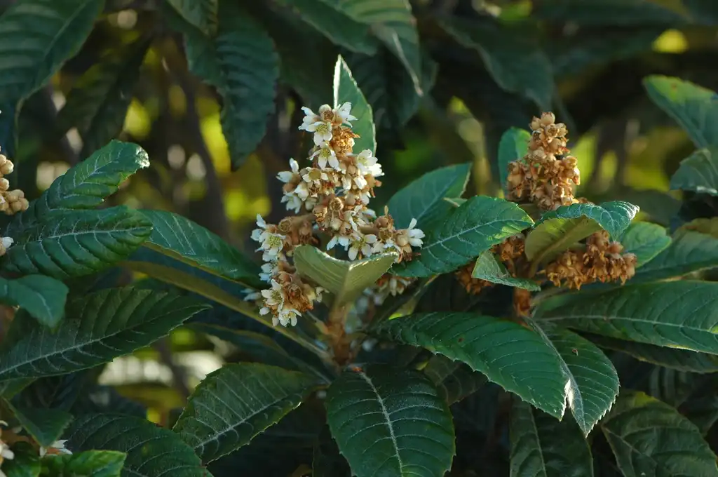 Фото Eriobotrya japonica - Eriobotrya Japonica:liesvanrompaey
