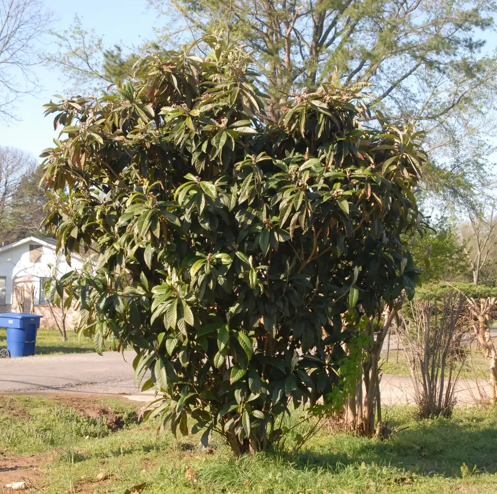 Фото Eriobotrya japonica - Full Form:Jim Robbins