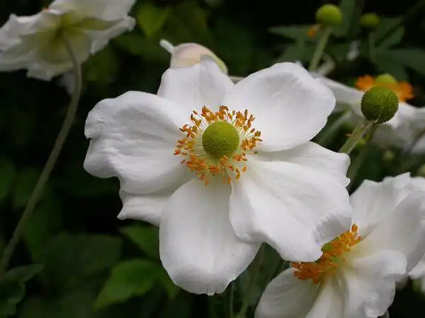 Photo of Eriocapitella x hybrida (Eriocapitella x hybridas)