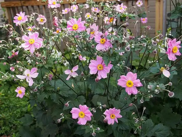 Photo of Eriocapitella x hybrida (Eriocapitella x hybridas)