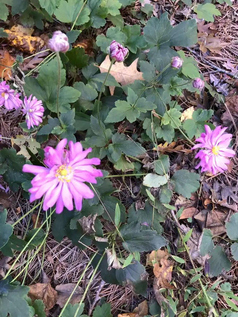 Photo of Eriocapitella x hybrida - Flower and Leaves (Warren County, NC):Cathy Dewitt
