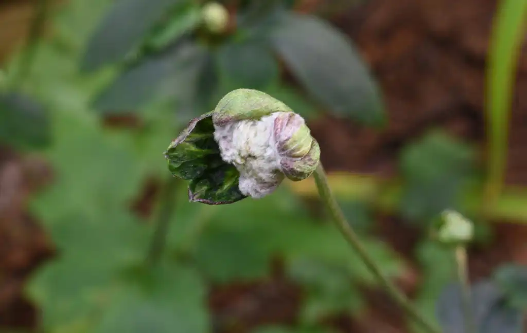 Photo of Eriocapitella x hybrida - Bud (Warren County,NC):Cathy Dewitt