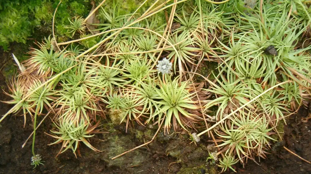 Foto de Eriocaulon compressum (Eriocaulon compressums)