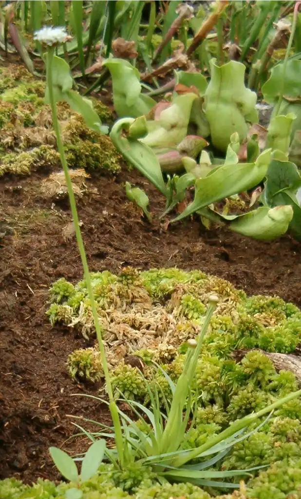 Foto de Eriocaulon compressum (Eriocaulon compressums)
