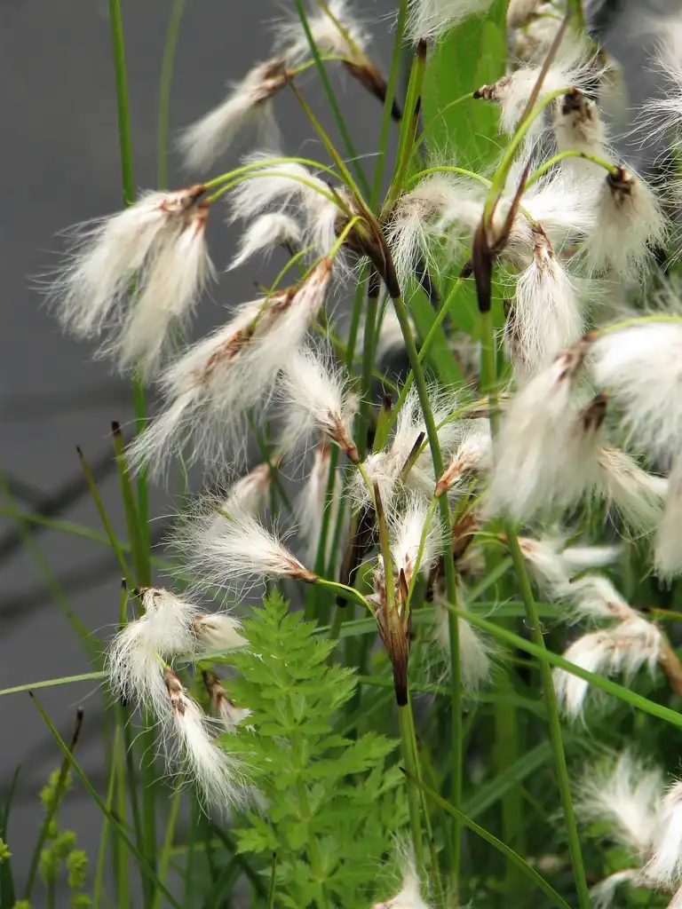 Photo of Eriophorum angustifolium (Eriophorum angustifoliums)