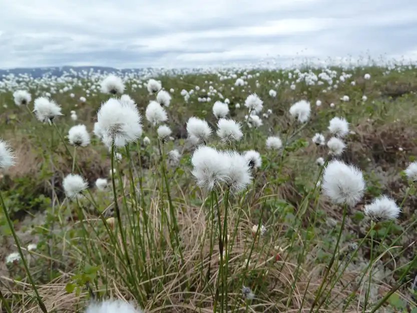 Photo of Eriophorum angustifolium (Eriophorum angustifoliums)