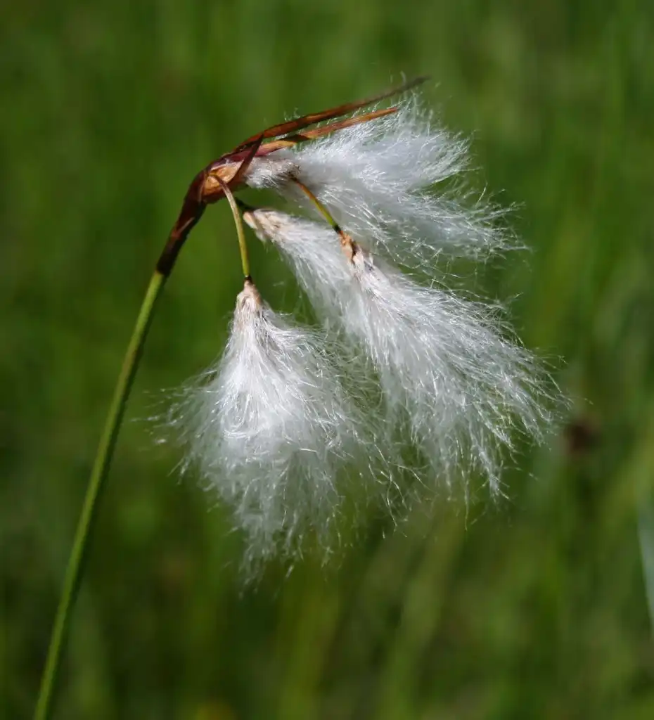 Photo of Eriophorum angustifolium - Eriophorum angustifolium:Franz Xaver