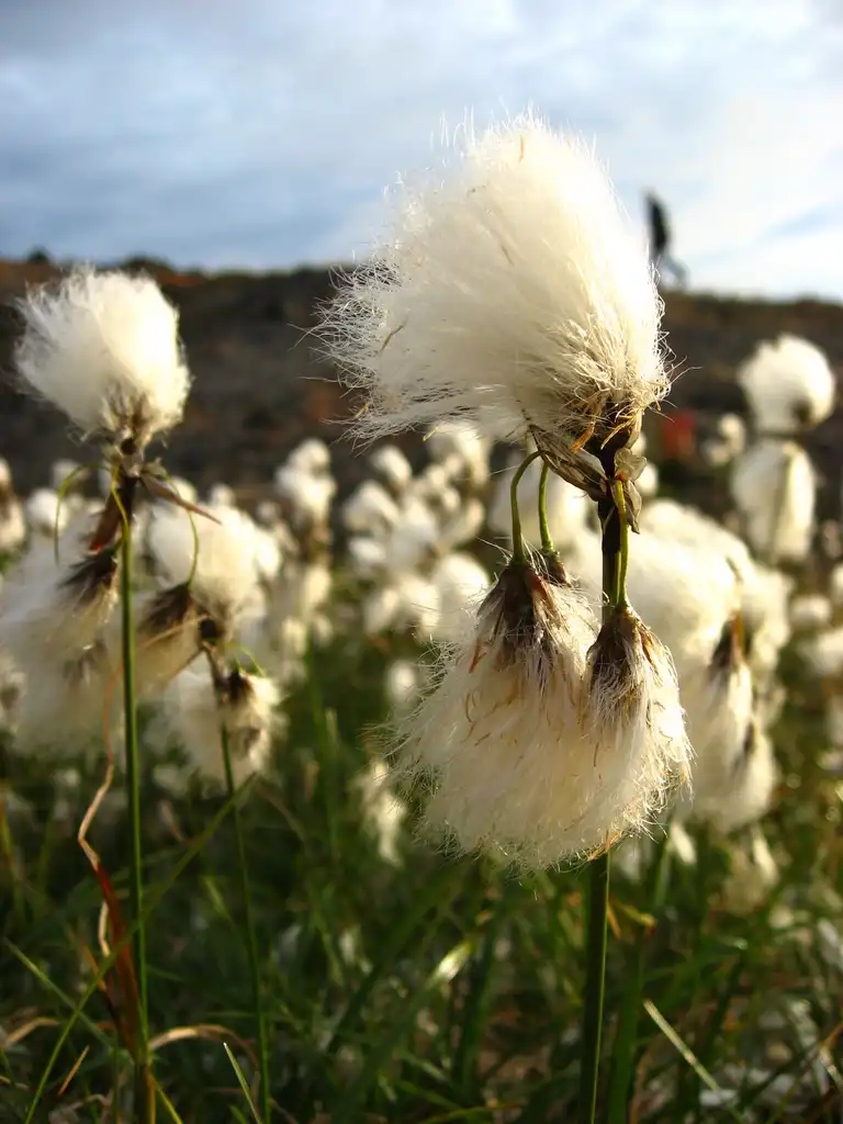 Photo of Eriophorum angustifolium - Eriophorum angustifolium:Kim Hansen