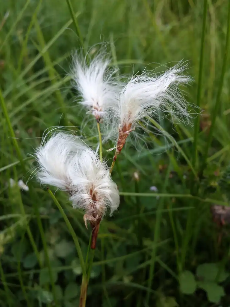 Photo of Eriophorum angustifolium - Eriophorum angustifolium:Stefan.lefnaer