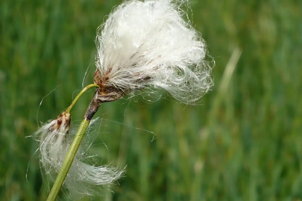 Photo of Eriophorum latifolium (Eriophorum latifoliums)