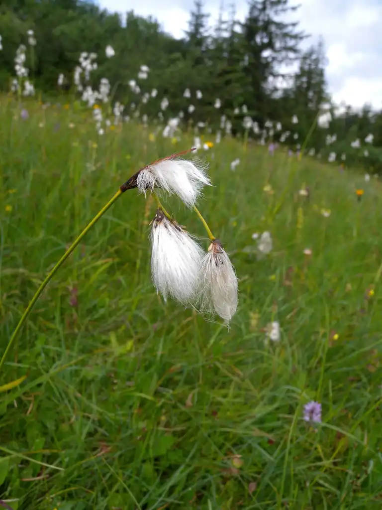 Photo of Eriophorum latifolium (Eriophorum latifoliums)
