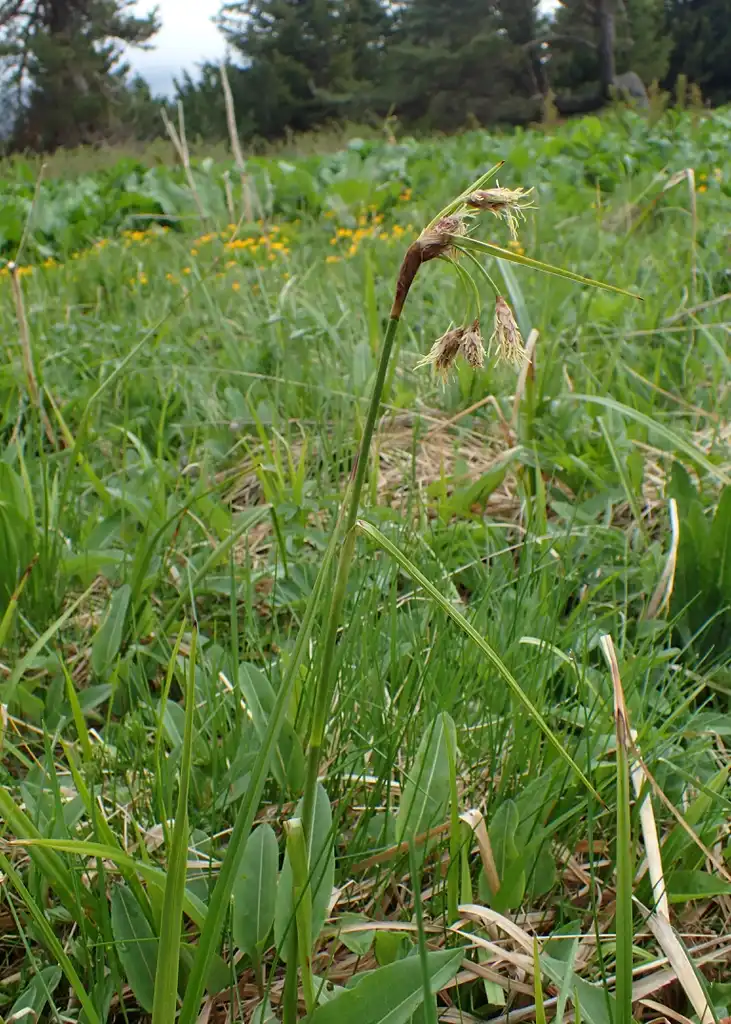 Photo of Eriophorum latifolium - In a meadow:Krzysztof Ziarnek, Kenraiz
