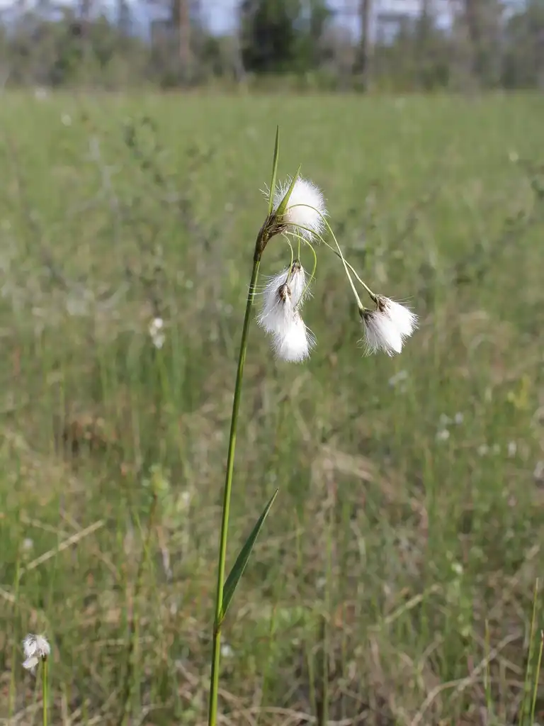 Photo of Eriophorum latifolium - Eriophorum latifolia:Matti Virtala