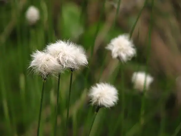 Foto de Eriophorum virginicum (Eriophorum virginicums)