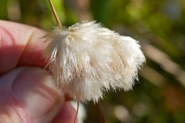 Foto de Eriophorum virginicum (Eriophorum virginicums)