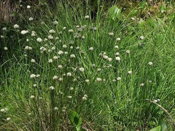 Foto de Eriophorum virginicum - Eriophorum virginicum:pverdonk