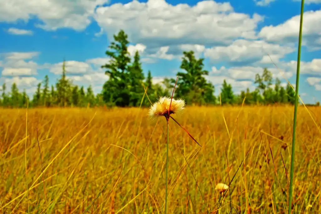Foto de Eriophorum virginicum - Tawny Cottongrass:Aaron Carlson
