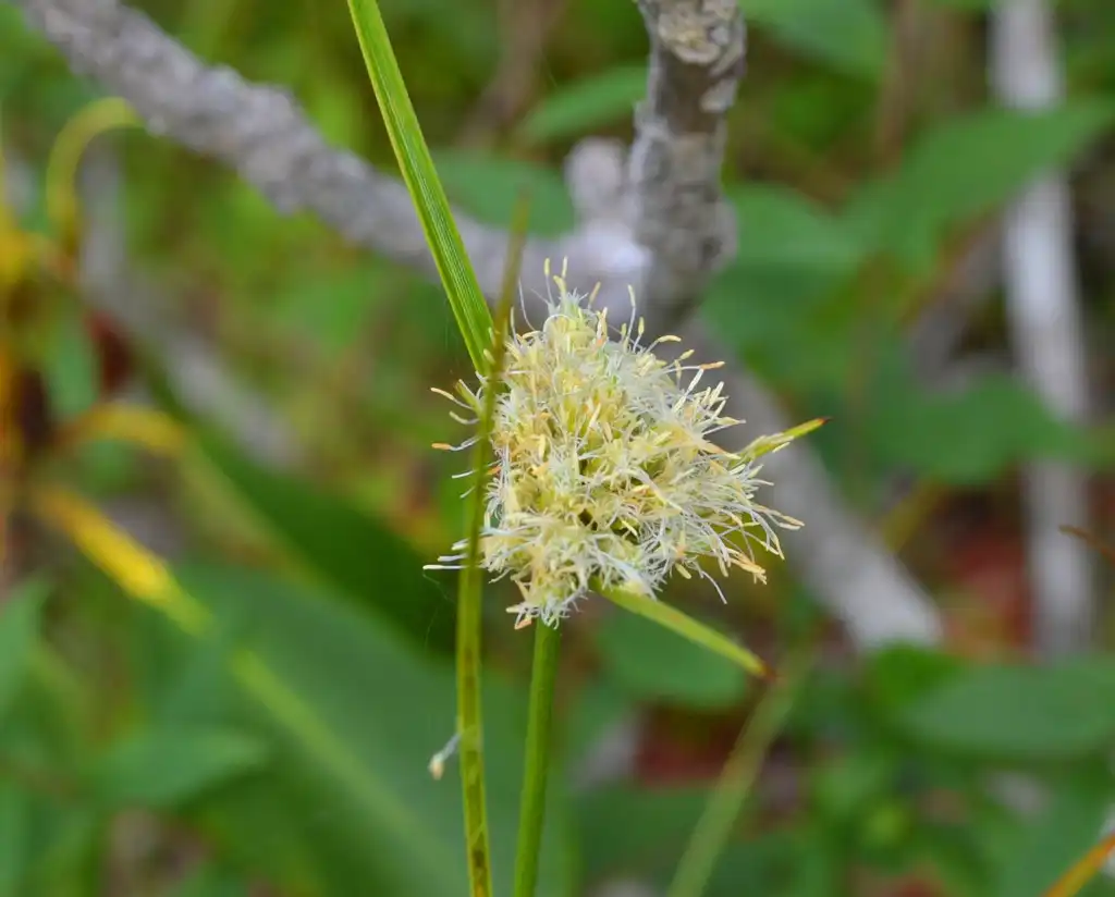 Foto de Eriophorum virginicum - Tawny Cottongrass:Virginia State Parks