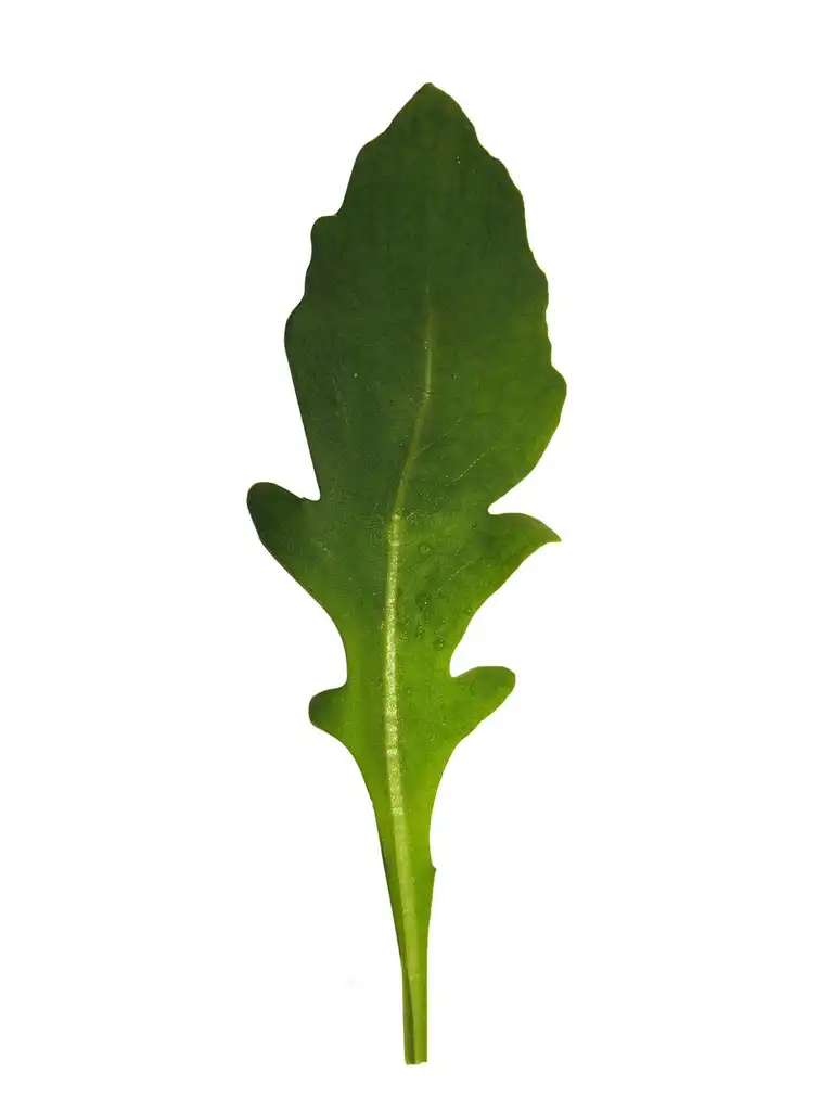 Foto de Eruca vesicaria (Eruca vesicarias)