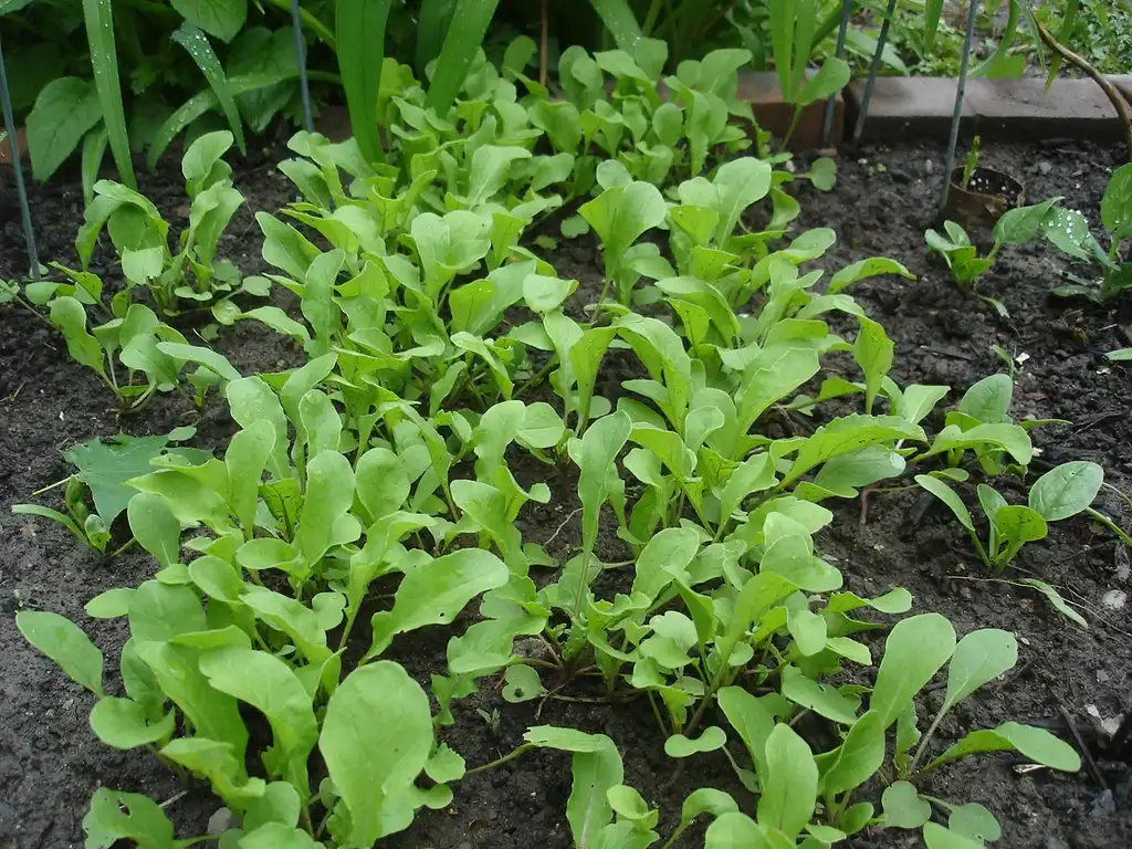 Foto de Eruca vesicaria (Eruca vesicarias)