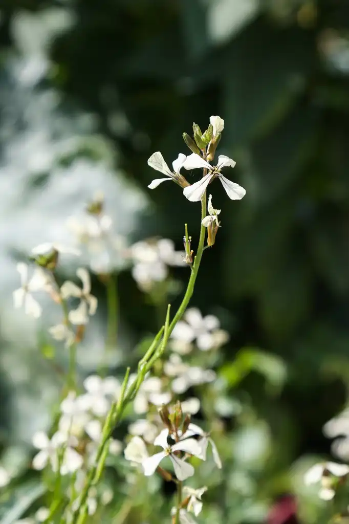 Foto de Eruca vesicaria - Flowering stem:Maja Dumat
