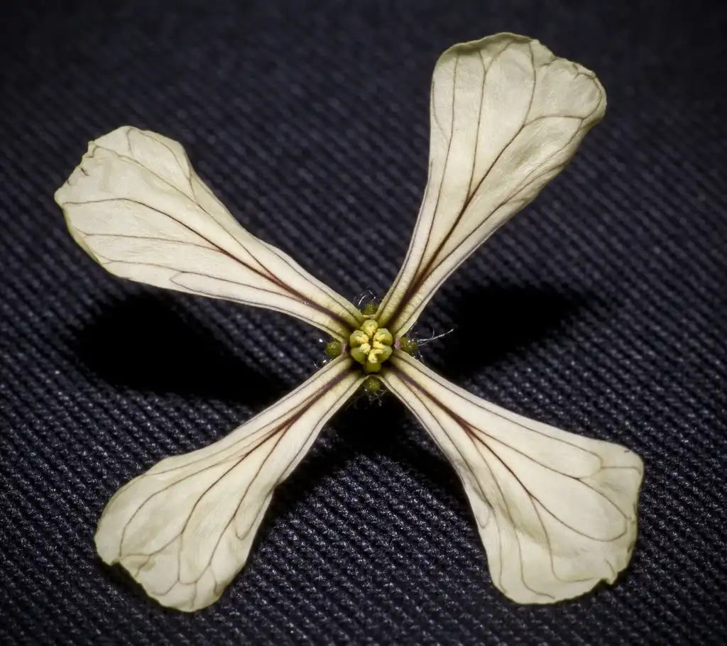 Foto de Eruca vesicaria - Flower close-up:Alan Cann