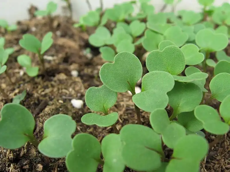 Foto de Eruca vesicaria - Seedlings:SrslyKris