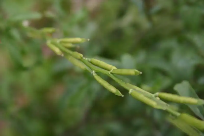 Foto de Eruca vesicaria - Seed pods:Dave Whitinger