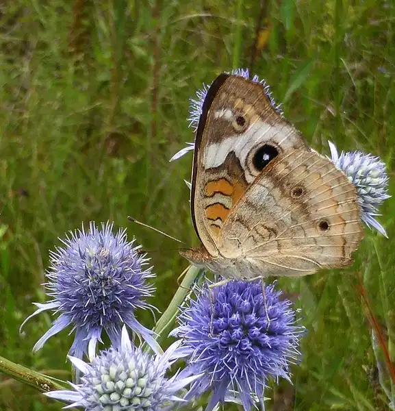 Photo of Eryngium aquaticum (Eryngium aquaticums)