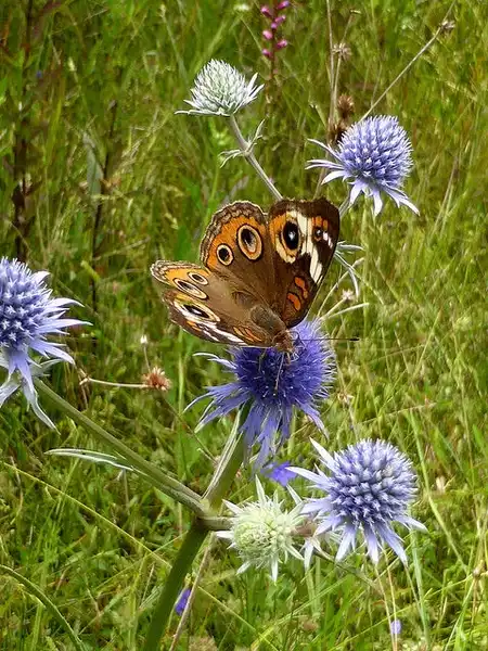 Photo of Eryngium aquaticum (Eryngium aquaticums)