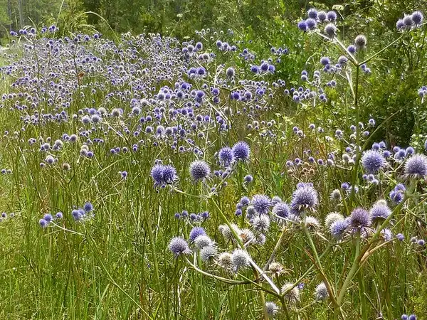Photo of Eryngium aquaticum - :Eleanor