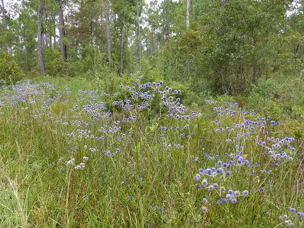 Photo of Eryngium aquaticum - :Eleanor