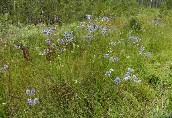 Photo of Eryngium aquaticum - :Eleanor
