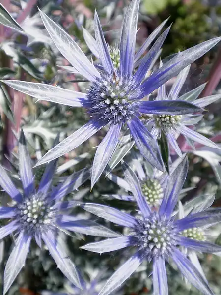 Photo of Eryngium planum (Eryngium planums)