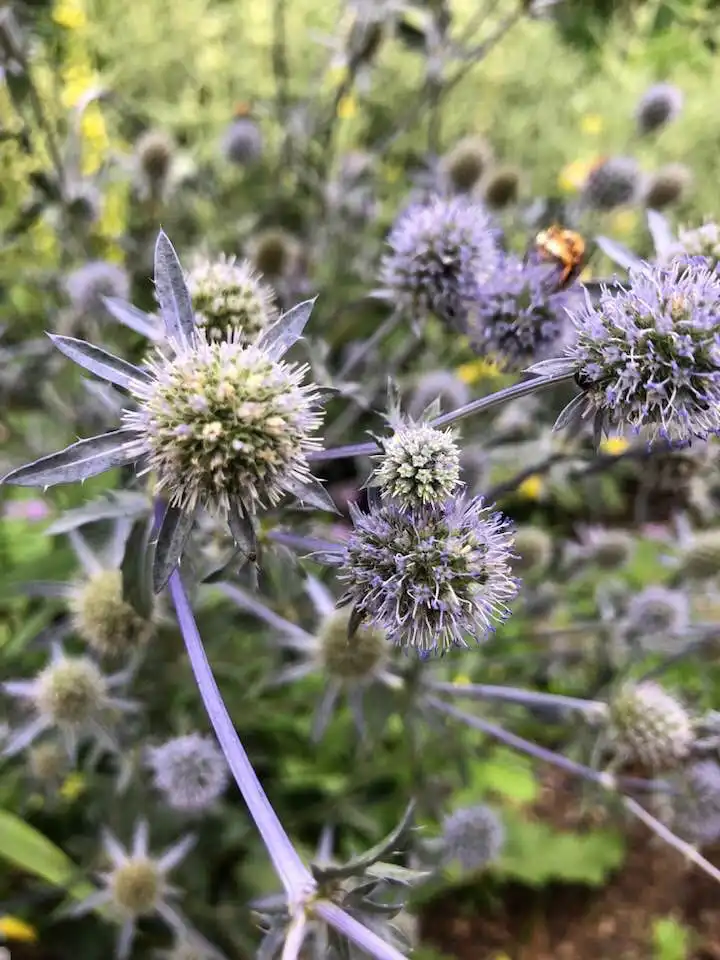 Photo of Eryngium planum (Eryngium planums)