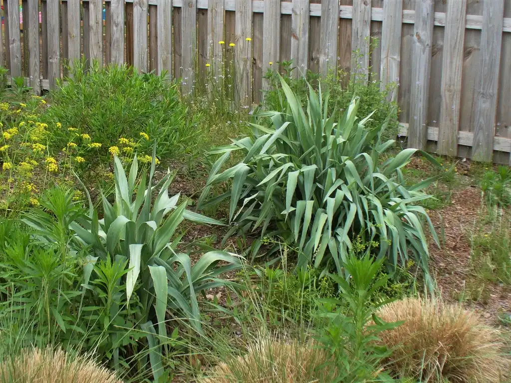 Foto de Eryngium yuccifolium (Eryngium yuccifoliums)