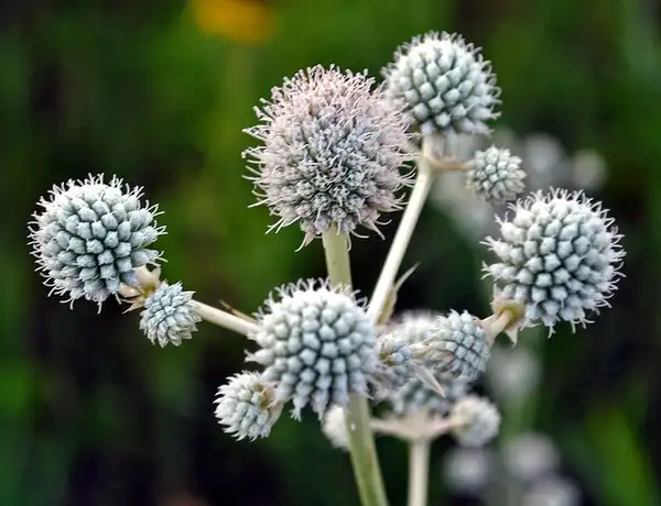 Foto de Eryngium yuccifolium (Eryngium yuccifoliums)