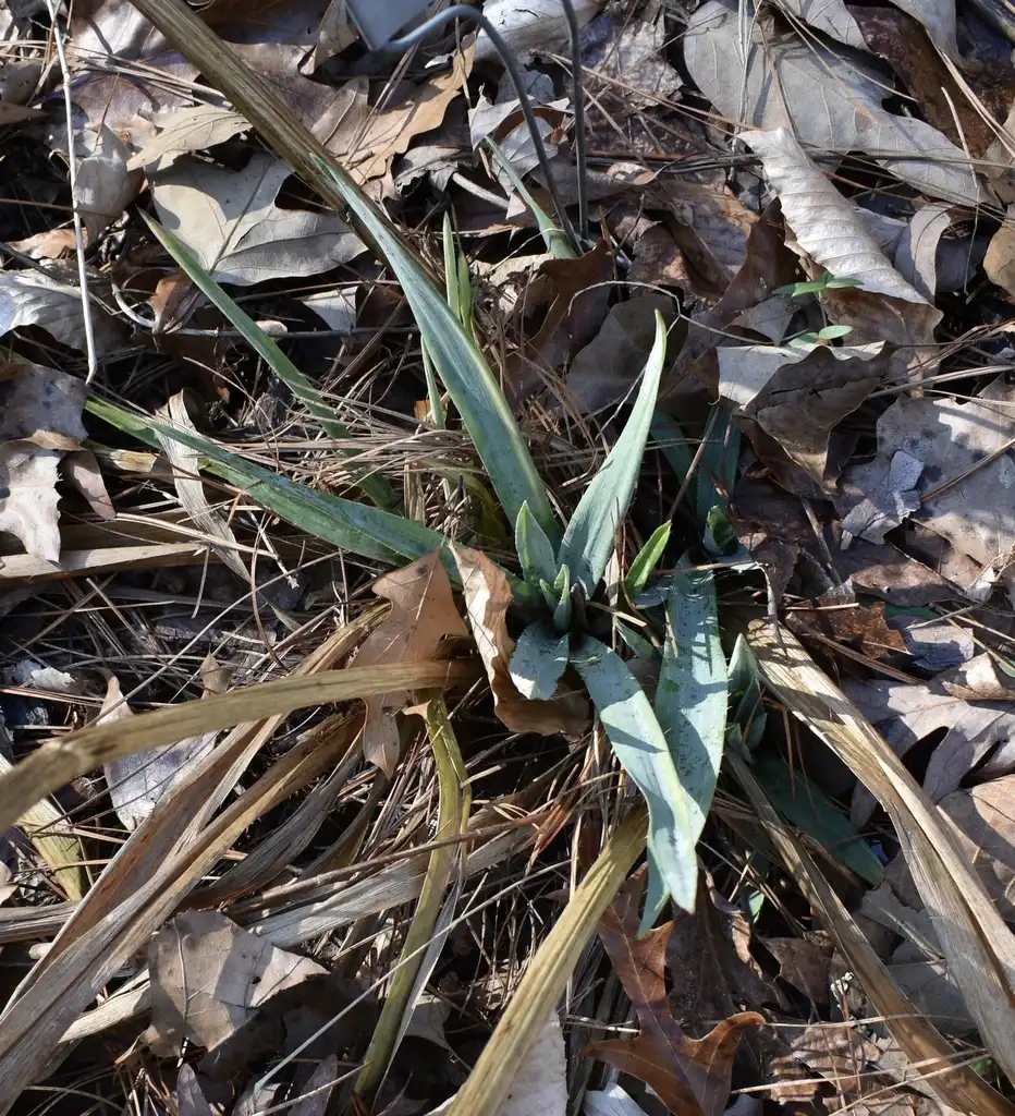 Foto de Eryngium yuccifolium - Form (Wake County,NC)-Mid Winter:Cathy Dewitt