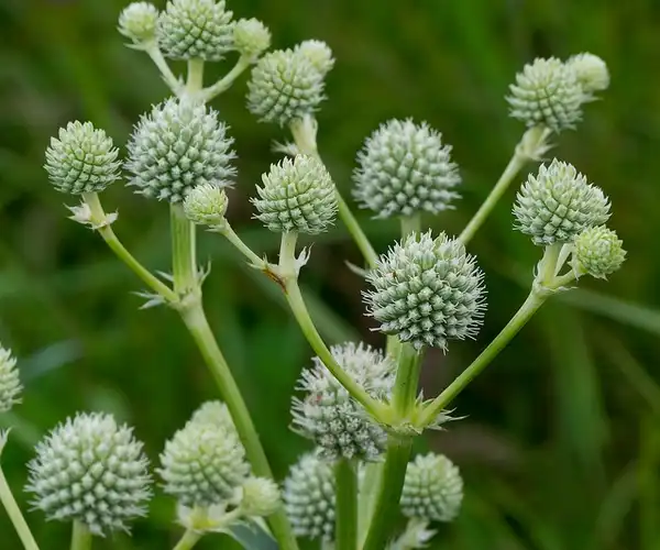 Foto de Eryngium yuccifolium - :Joshua Mayer