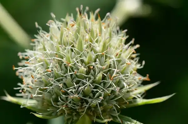 Foto de Eryngium yuccifolium - :Joshua Mayer