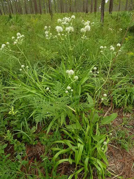 Foto de Eryngium yuccifolium - :Eleanor