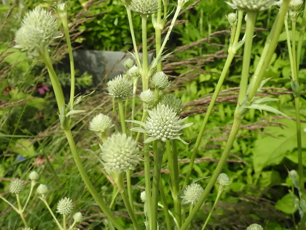 Foto de Eryngium yuccifolium - Flower:Kathleen Moore
