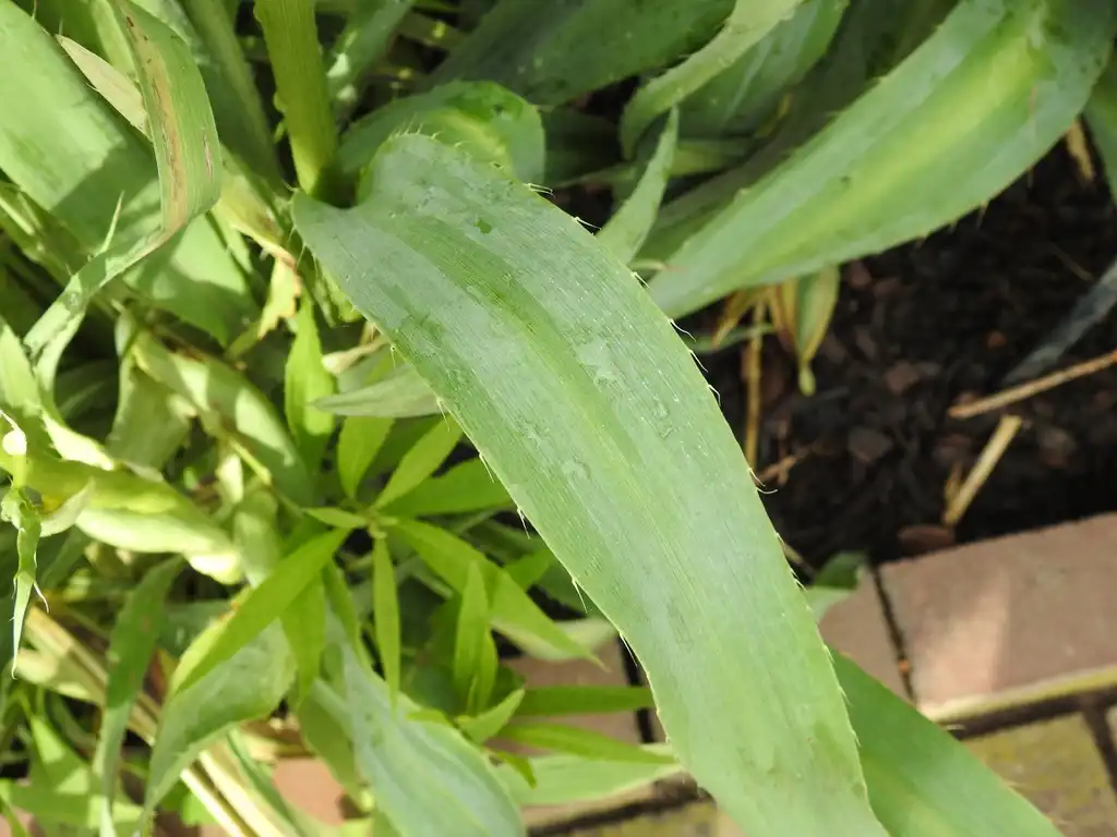 Foto de Eryngium yuccifolium - Leaf:Kathleen Moore