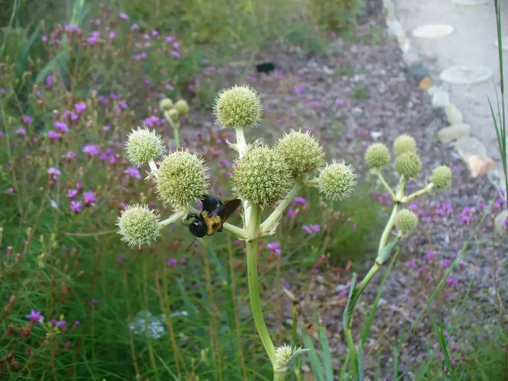 Foto de Eryngium yuccifolium - Summer:Susan Strine